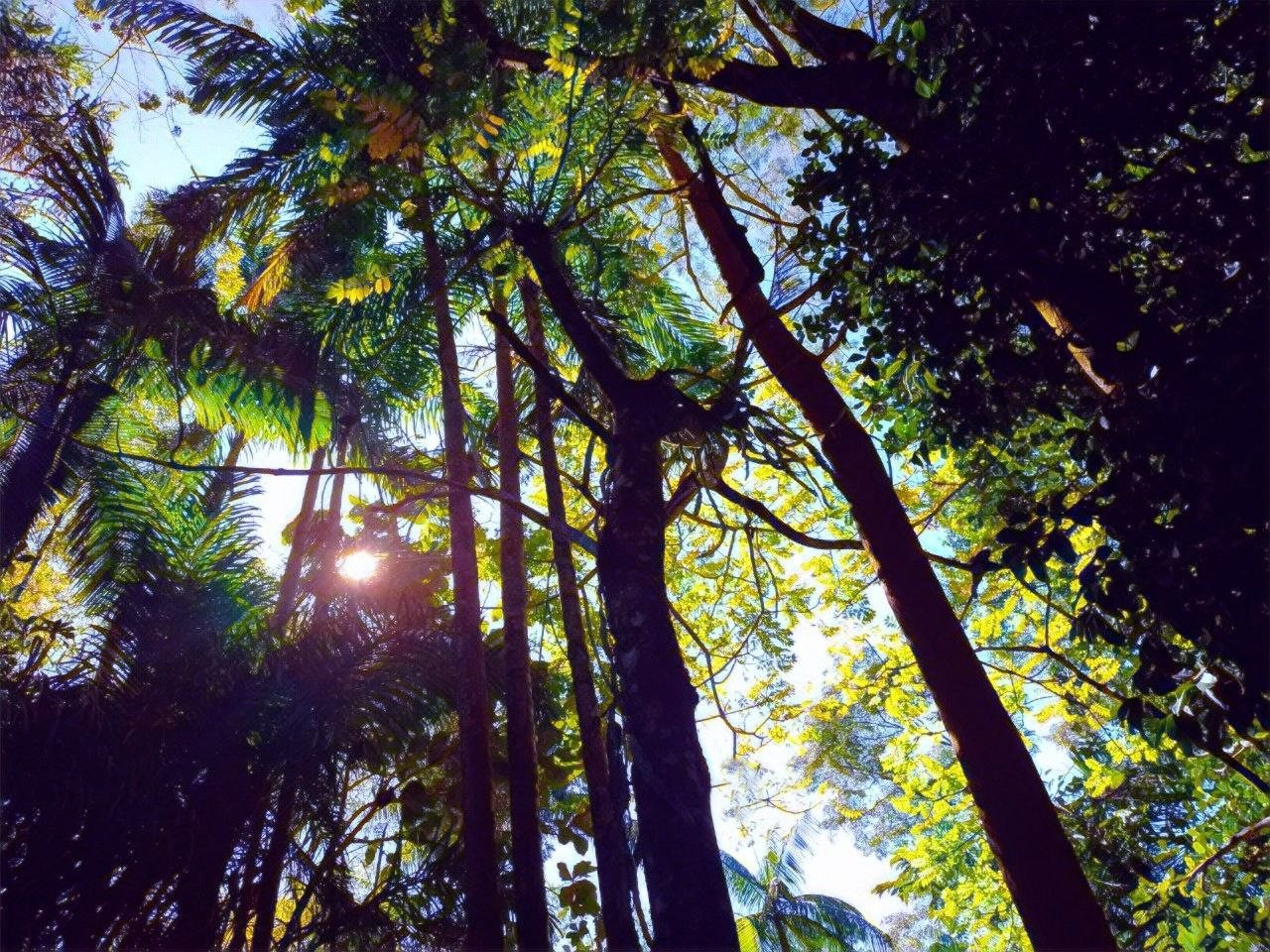 Agrofloresta em clímax. O clímax em ecologia define uma relação de evolução máxima no âmbito das competições. Na imagem vemos caja-manga, pau-jacaré, pupnha e pau-jacaré ao fundo. As árvores sob o sol do outono, na parte da tarde, lembram uma pessoa de cabelos compridos de mãos levantadas como que agradecendo a Deus.