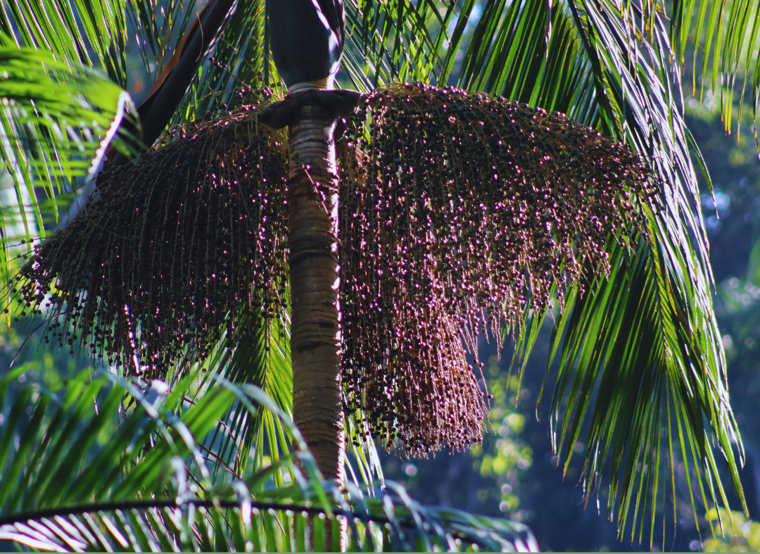 Cachos com frutos de açaí-juçara